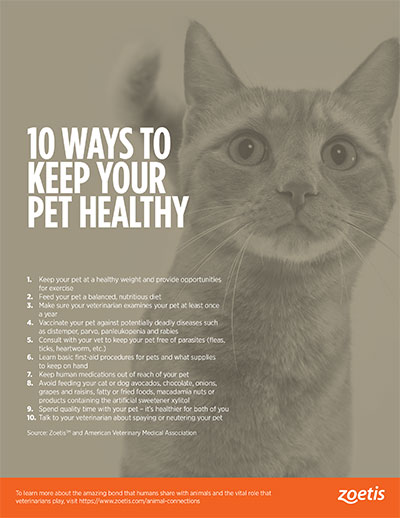 animal health infographic: 10 ways to keep your pet healthy